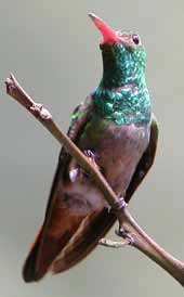 Rufous-tailed Hummingbird © John Muddeman